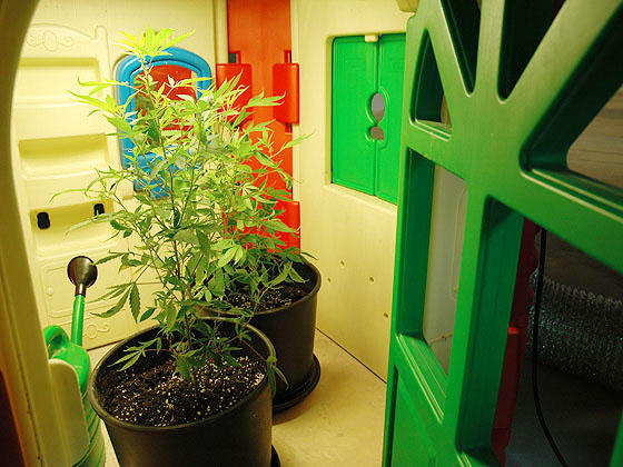 Double Dutch Greenhouse backside Double Dutch Greenhouse backside